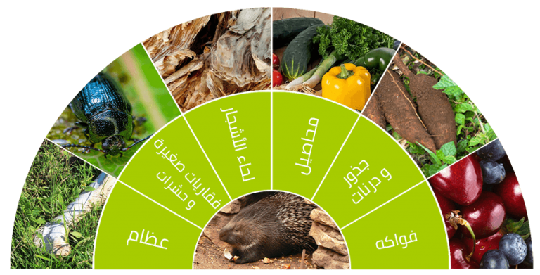 النيص البري - KibrisPDR
