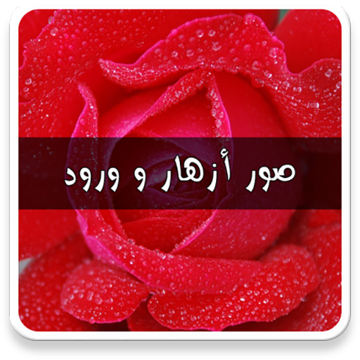11 رقم مجموعة الصور