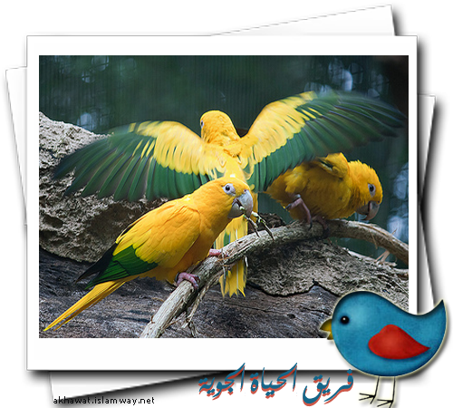9 رقم مجموعة الصور