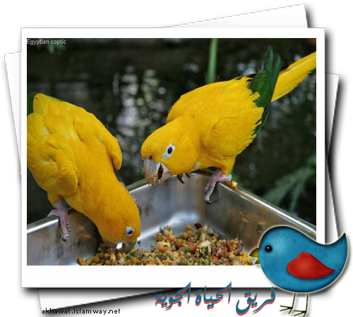 10 رقم مجموعة الصور