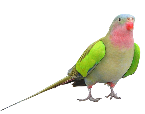 4 رقم مجموعة الصور