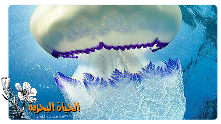 4 رقم مجموعة الصور
