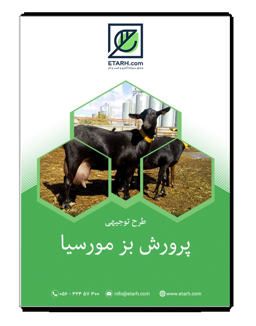 10 رقم مجموعة الصور