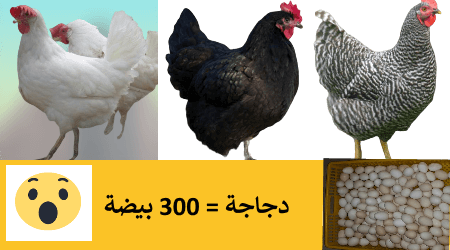 5 رقم مجموعة الصور