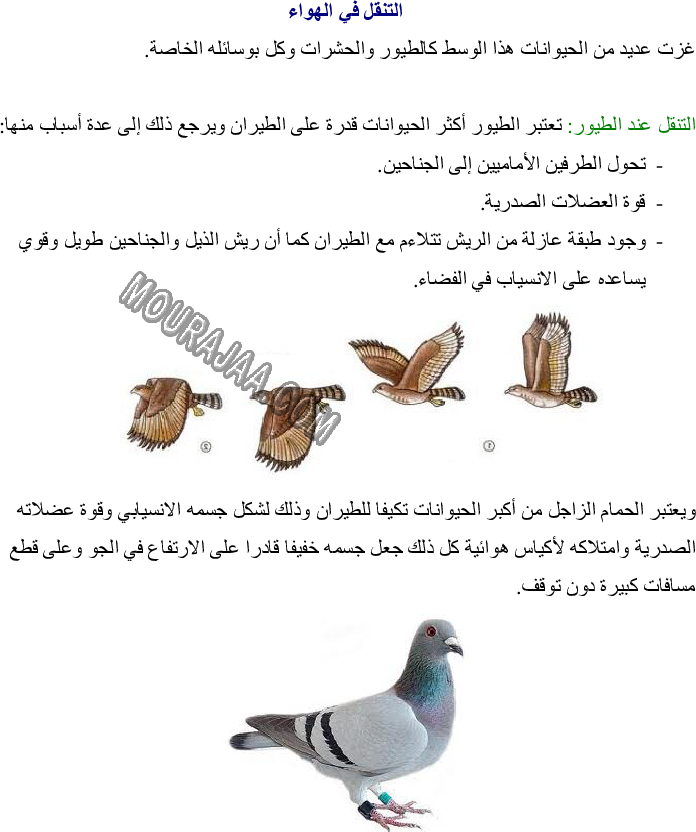 13 رقم مجموعة الصور