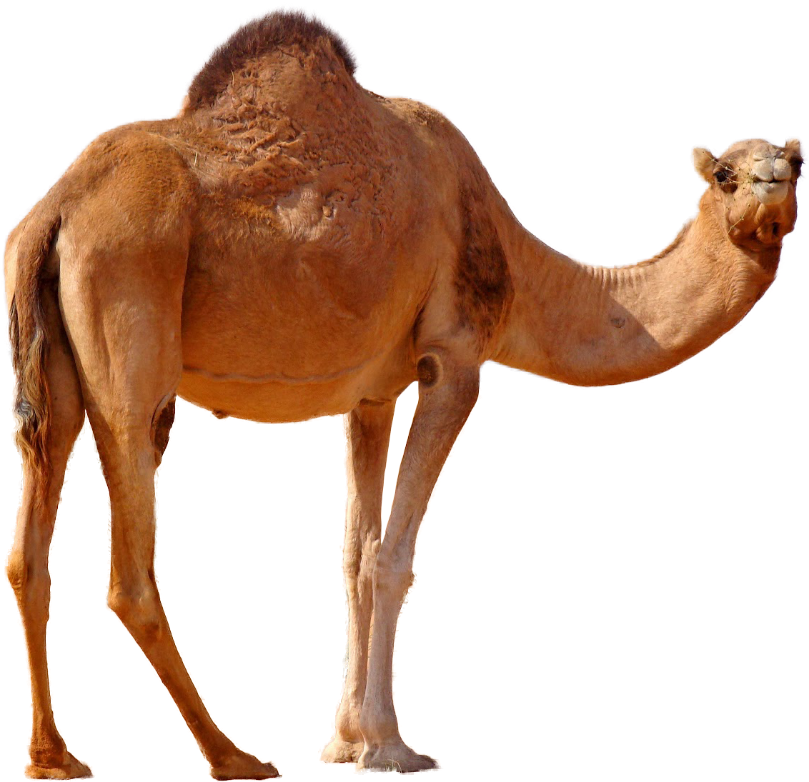 2 رقم مجموعة الصور