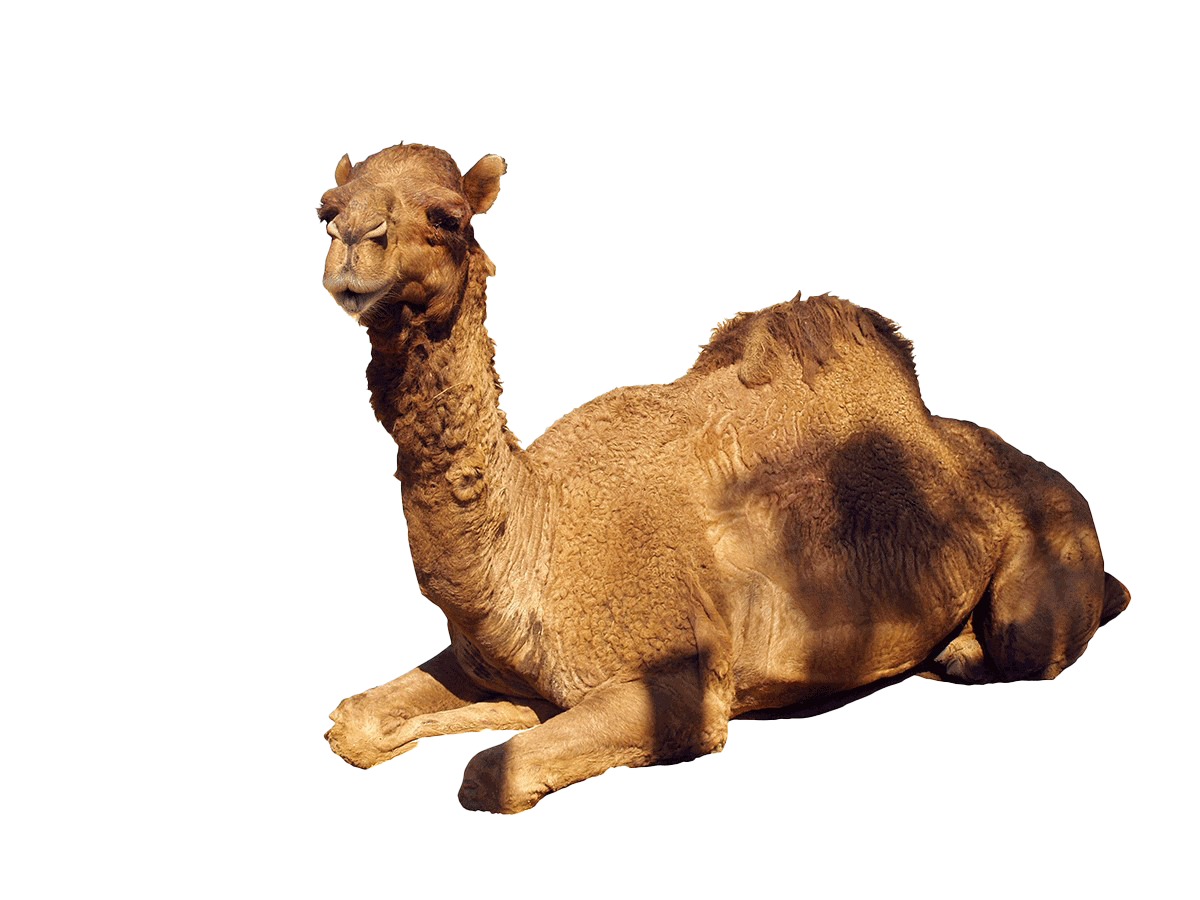 10 رقم مجموعة الصور
