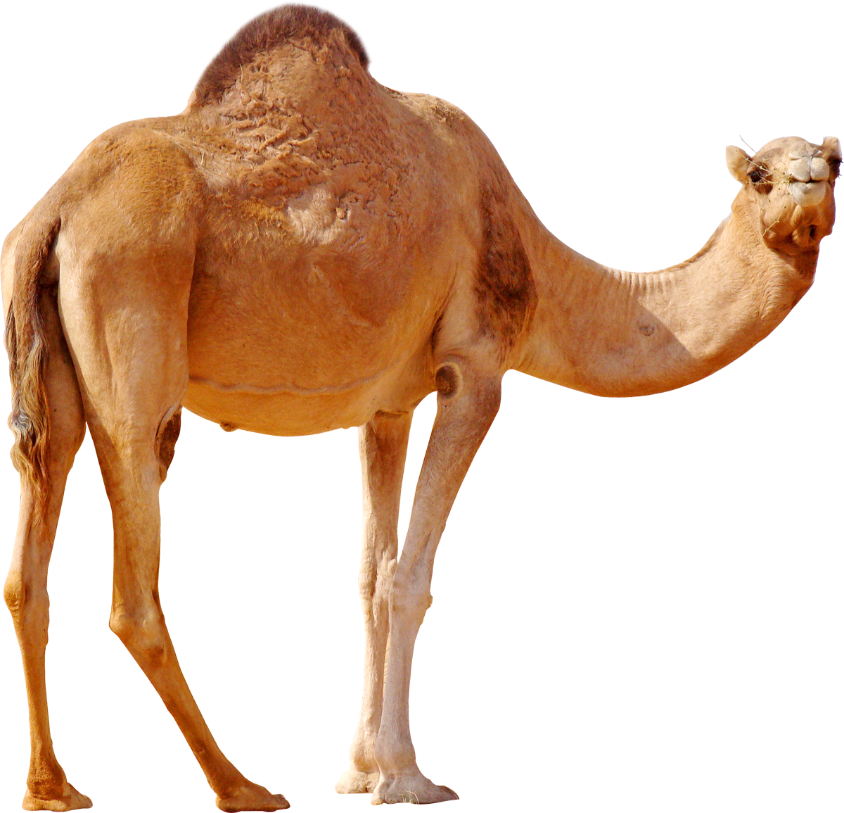 6 رقم مجموعة الصور