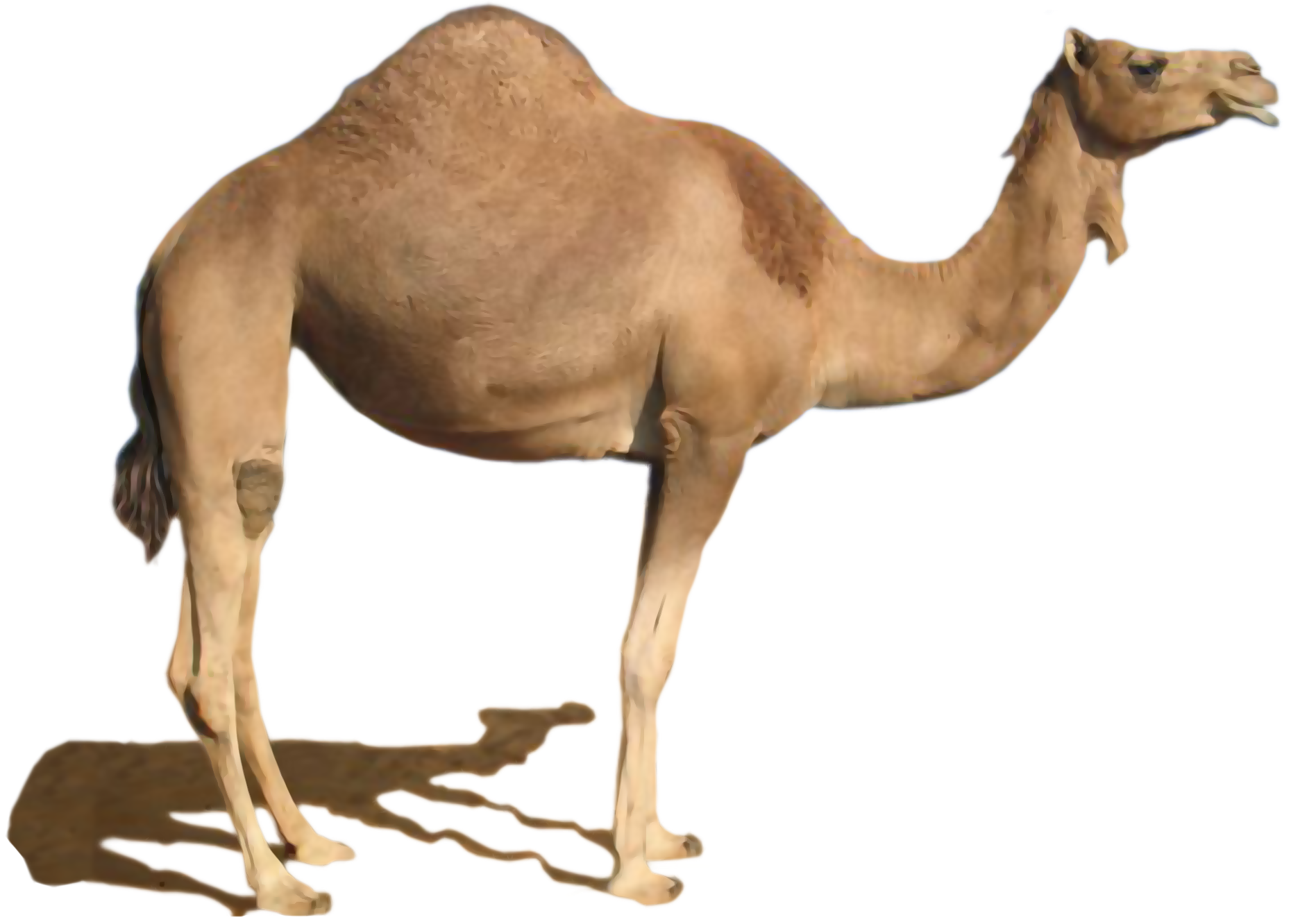 8 رقم مجموعة الصور