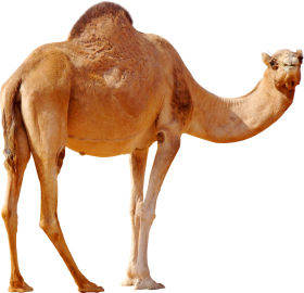 9 رقم مجموعة الصور