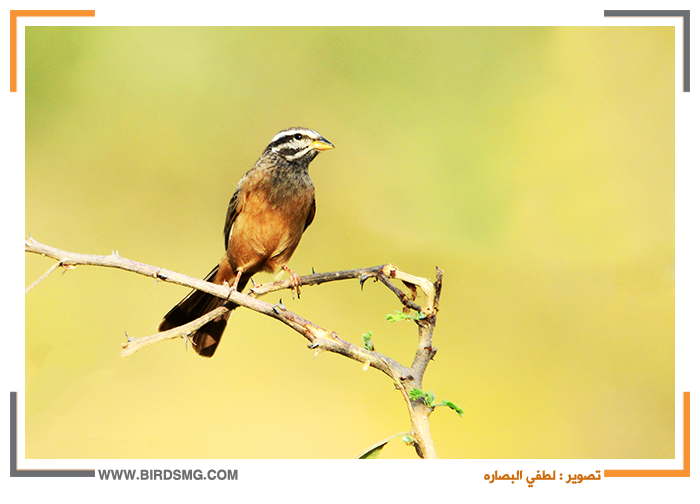 12 رقم مجموعة الصور