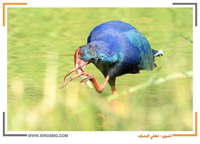 7 رقم مجموعة الصور