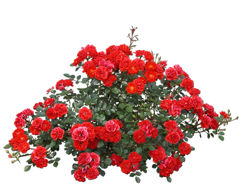 4 رقم مجموعة الصور