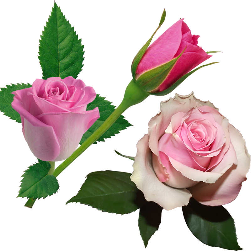 8 رقم مجموعة الصور