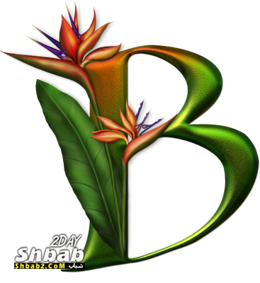5 رقم مجموعة الصور