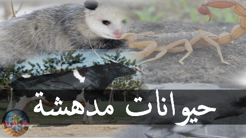 15 رقم مجموعة الصور