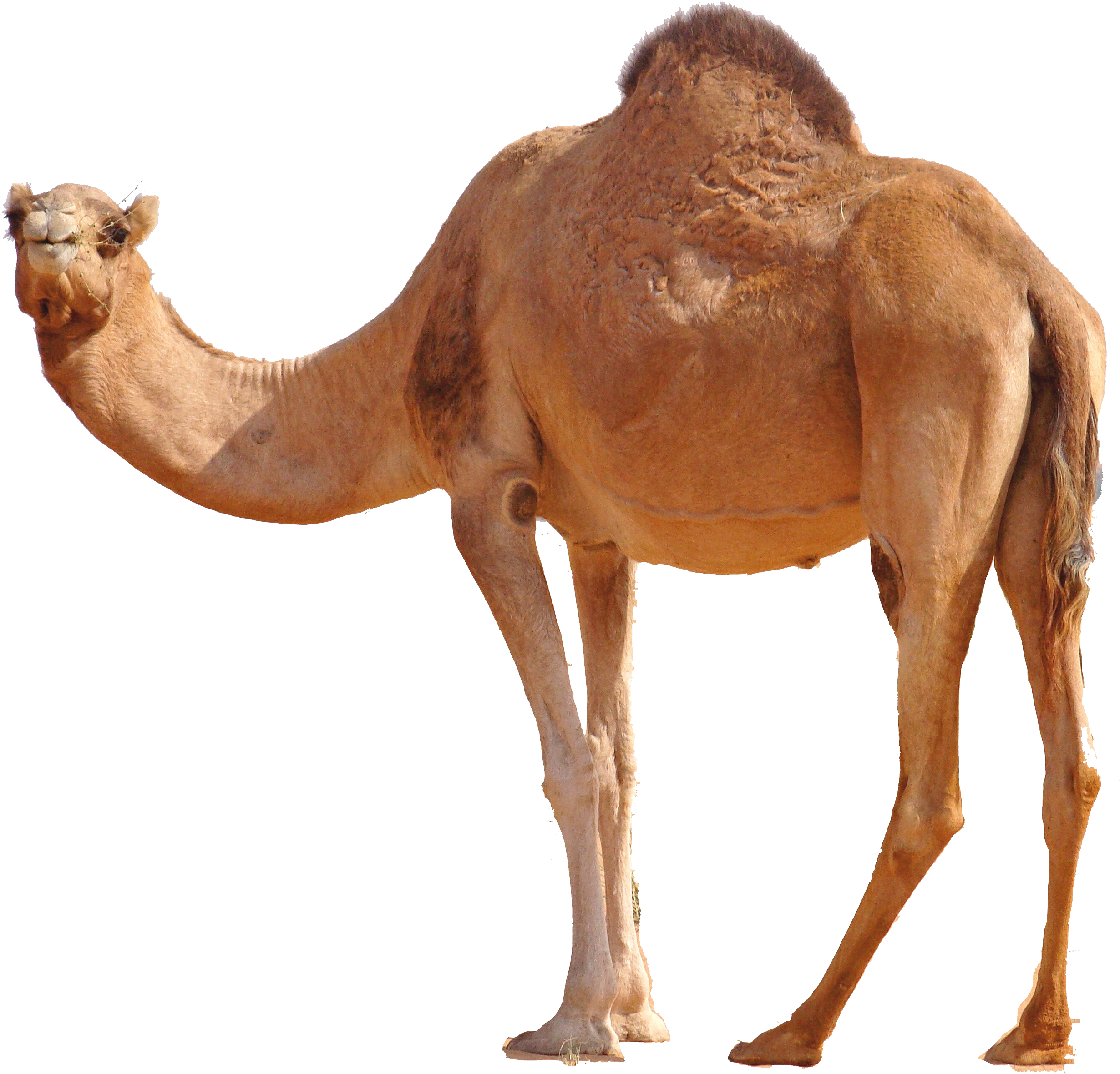 3 رقم مجموعة الصور