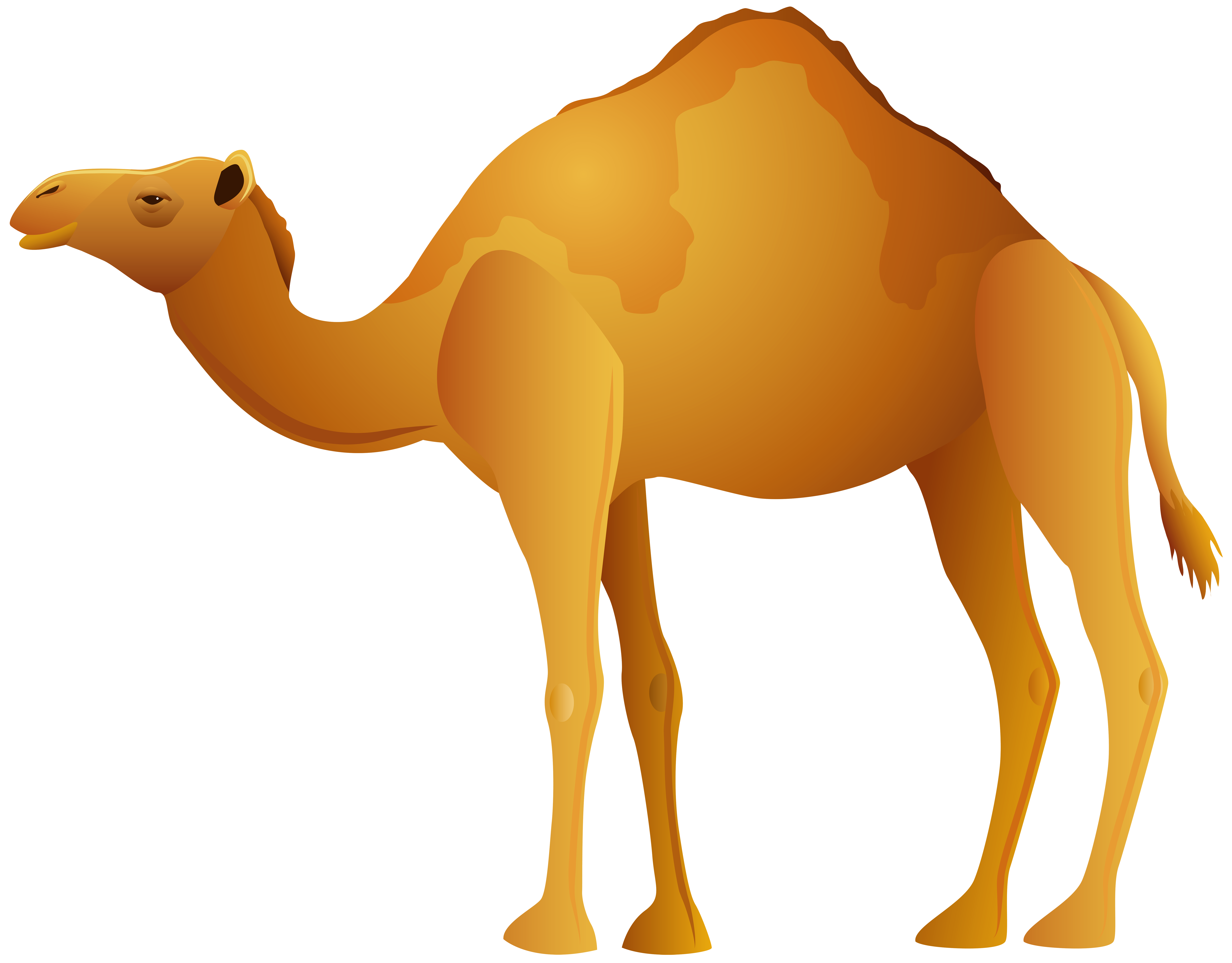 7 رقم مجموعة الصور