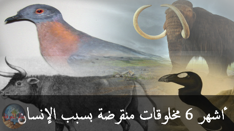 3 رقم مجموعة الصور