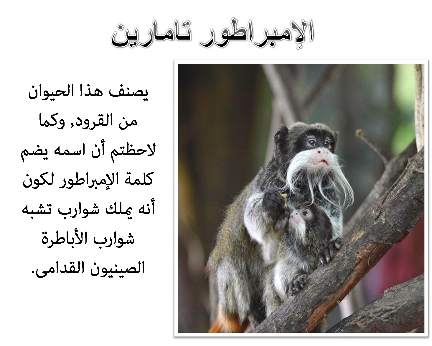 6 رقم مجموعة الصور