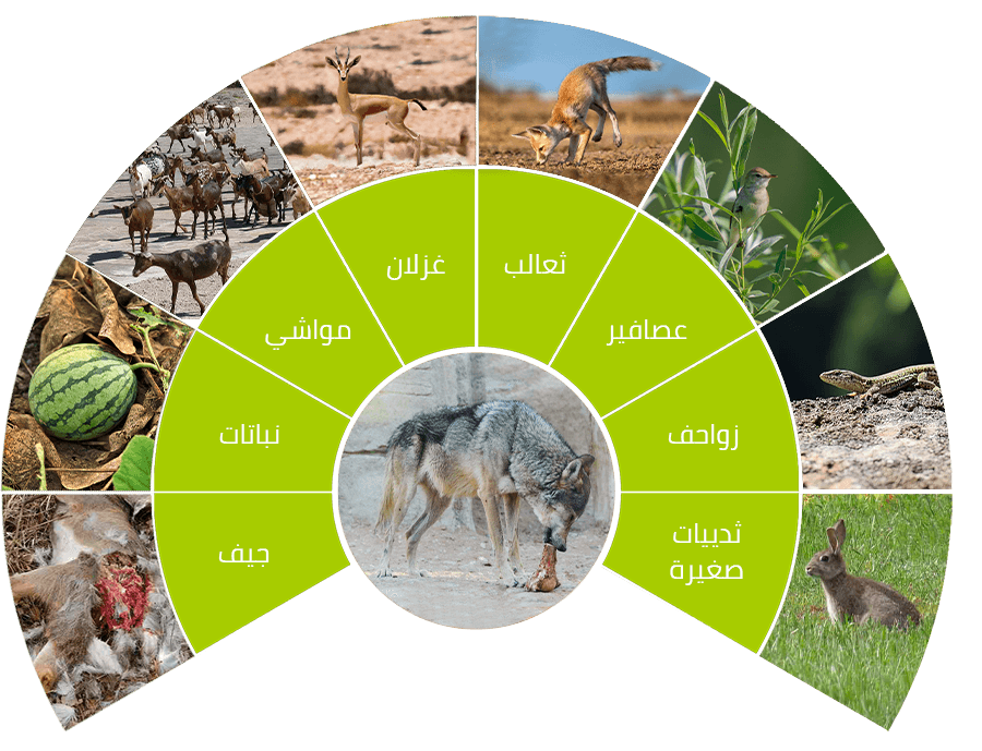 6 رقم مجموعة الصور