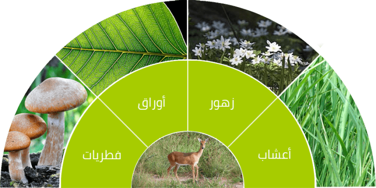 9 رقم مجموعة الصور