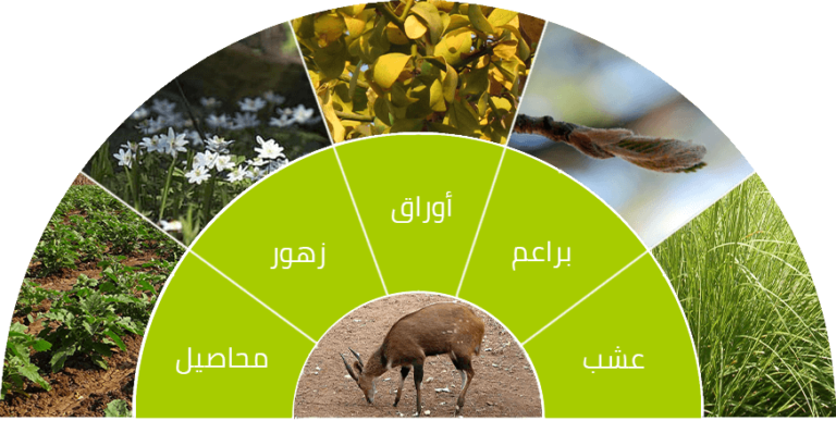 6 رقم مجموعة الصور