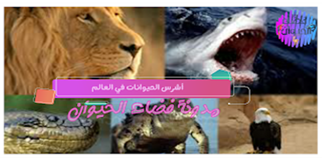 13 رقم مجموعة الصور