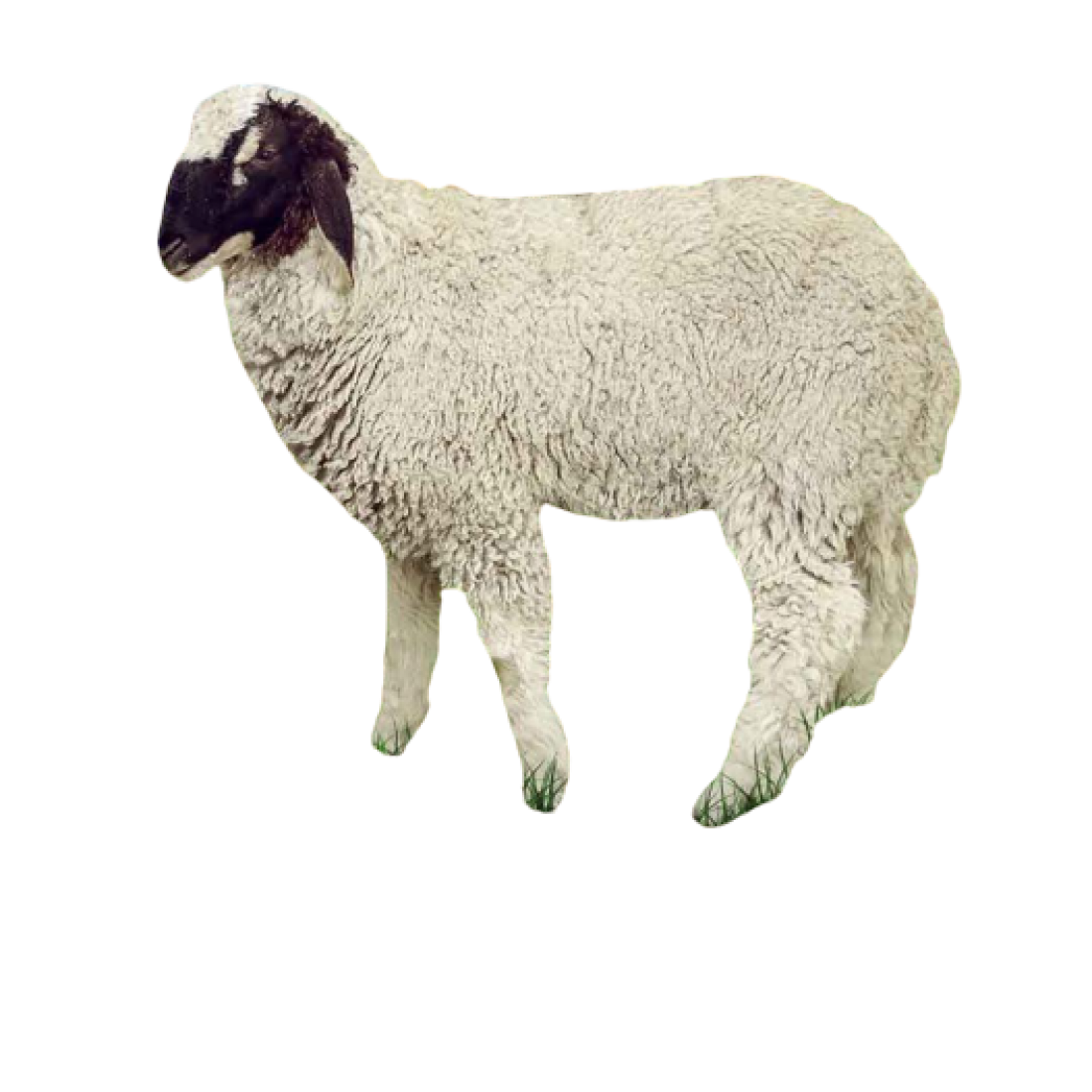 خروف وردي - KibrisPDR
