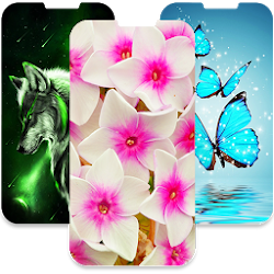 6 رقم مجموعة الصور