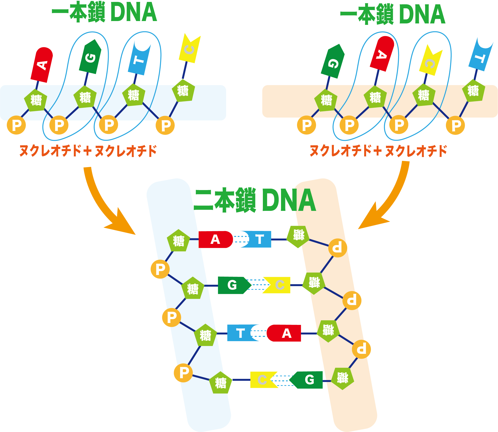 Dna 構造 イラスト詳細 9位