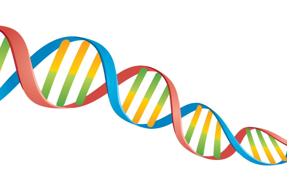 Dna 構造 イラスト詳細 11位