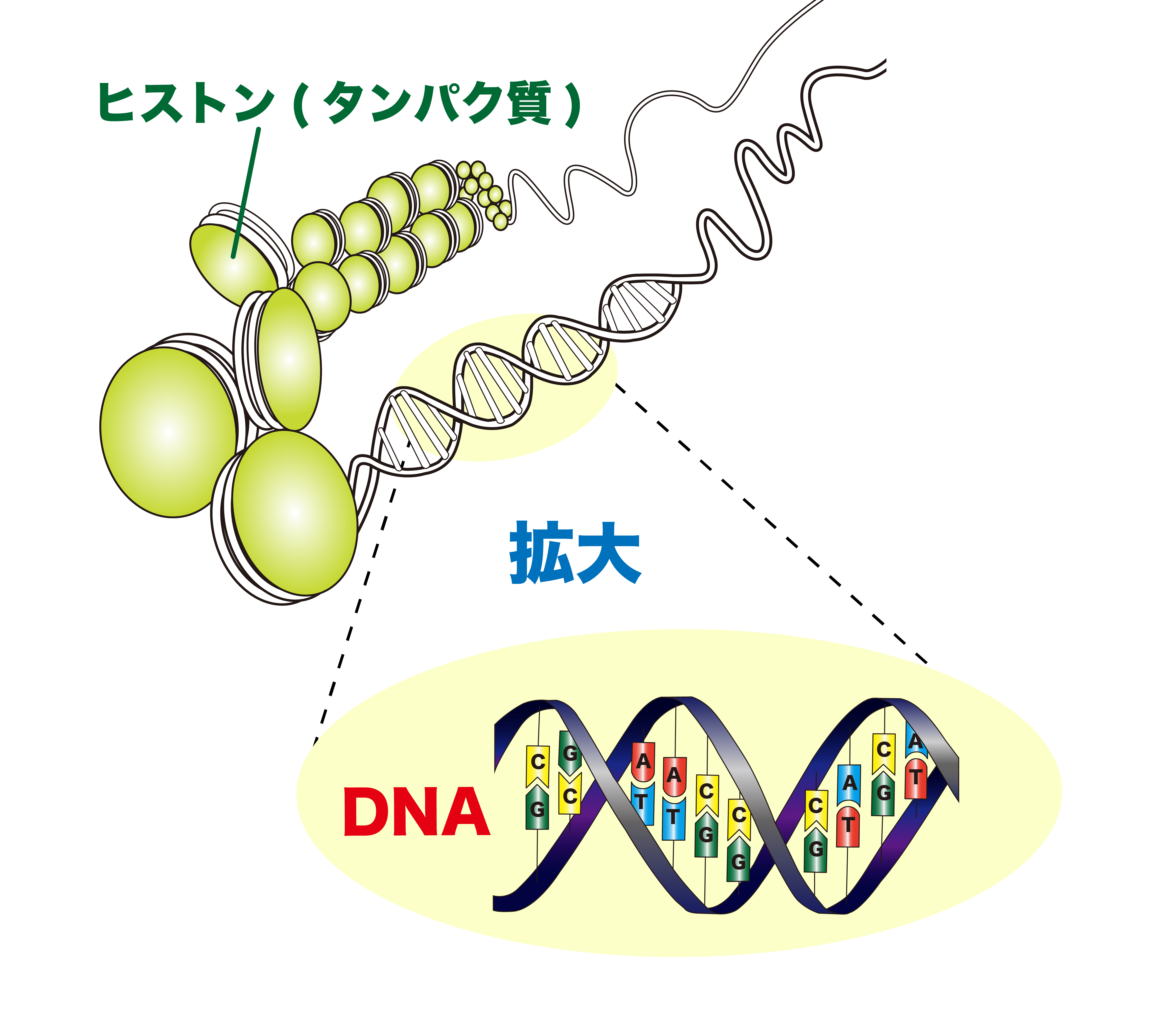 Dna 構造 イラスト詳細 2位