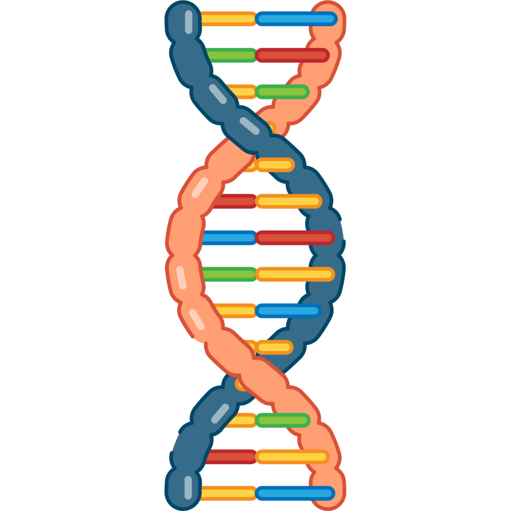 Dna 構造 イラスト詳細 6位