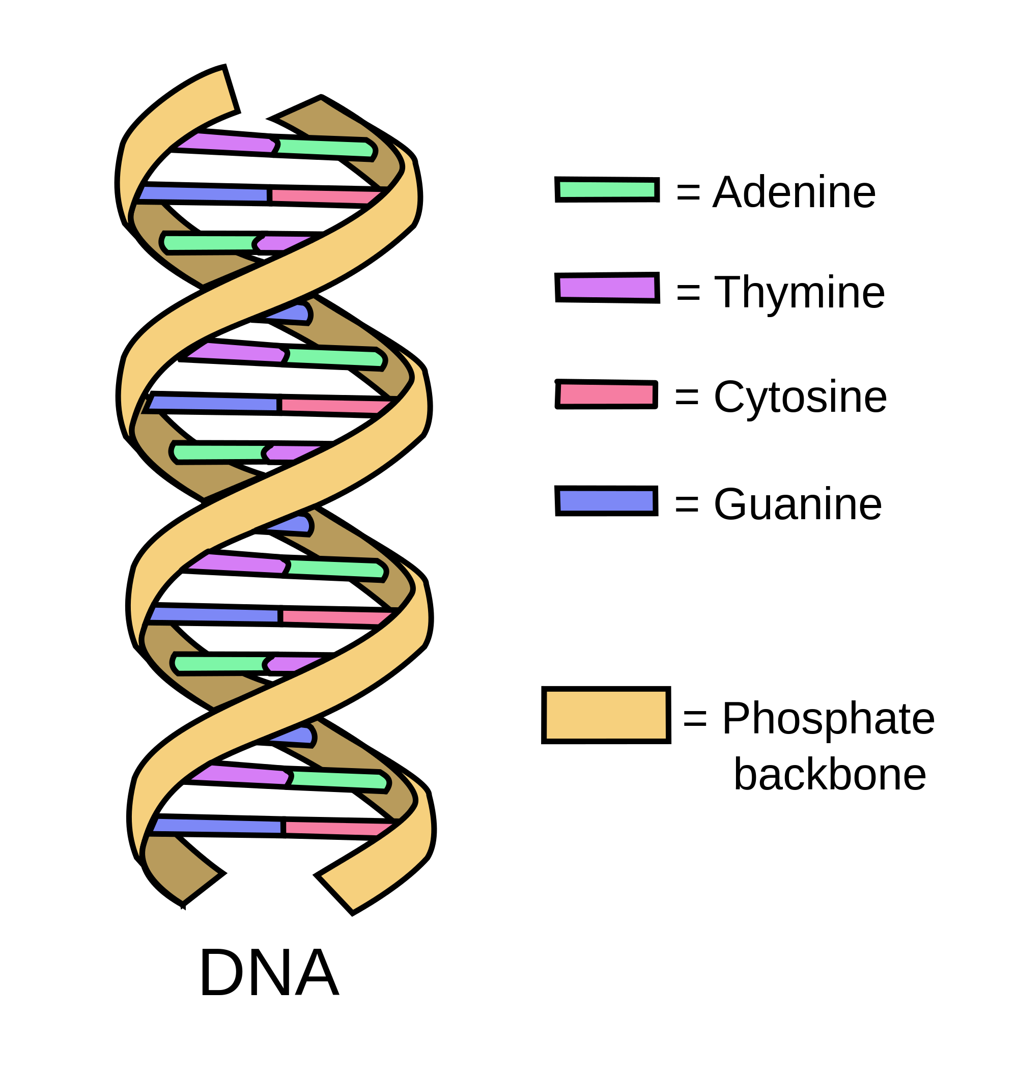 Dna 構造 イラスト詳細 7位