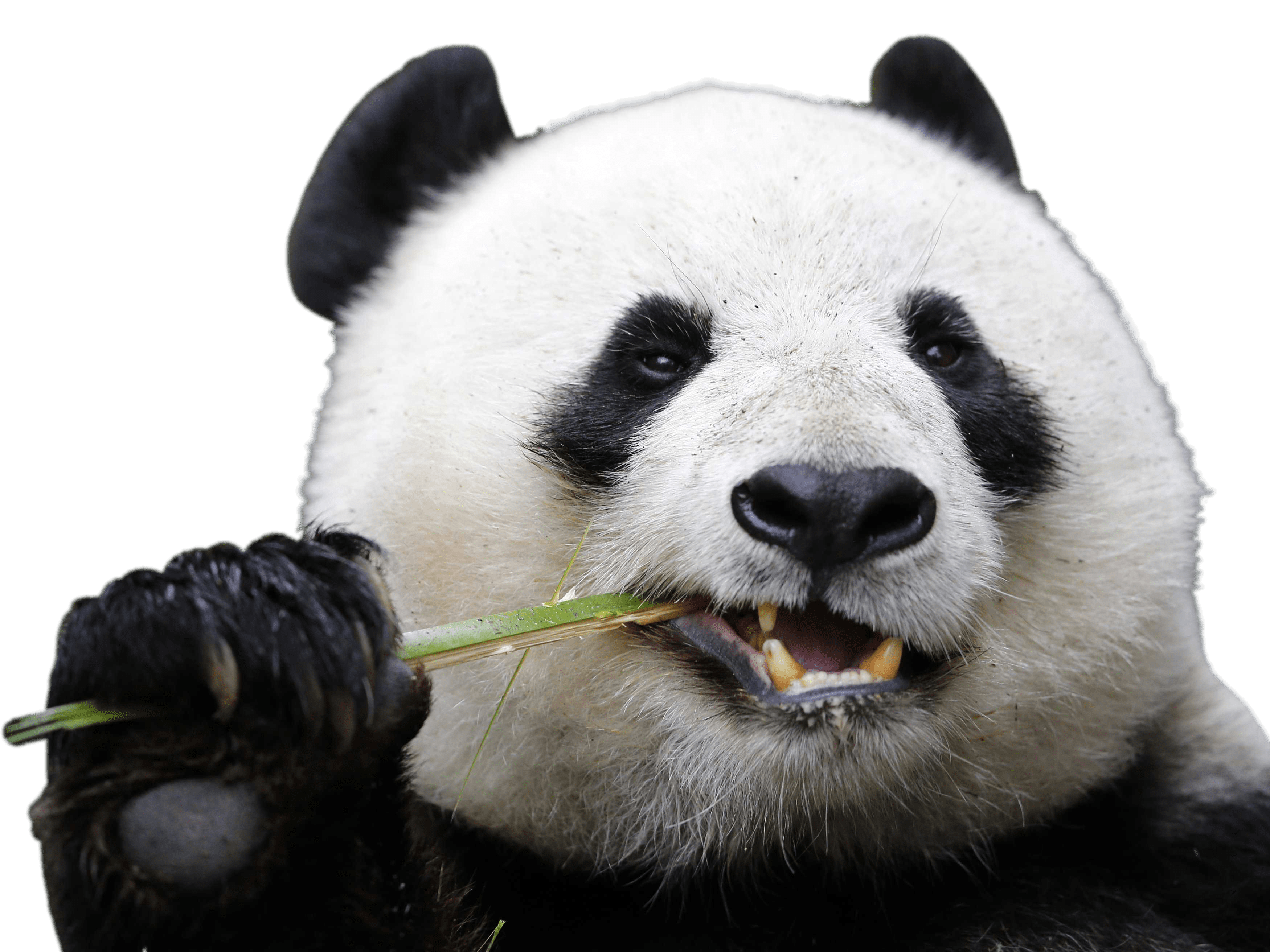 Png Panda - KibrisPDR