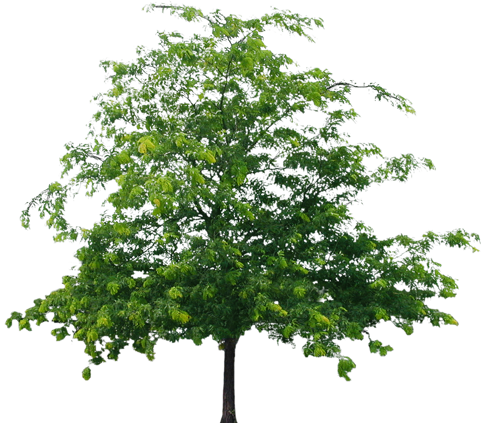 Tree 意味 - KibrisPDR