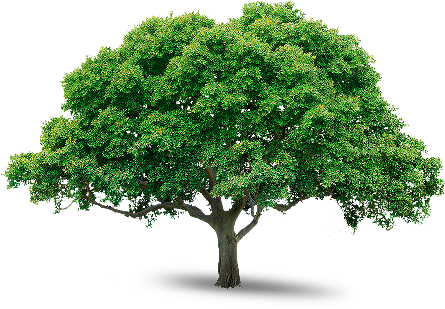 Tree 意味詳細 9位