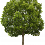 Tree 意味詳細 10位