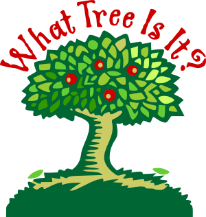 Tree 意味詳細 11位