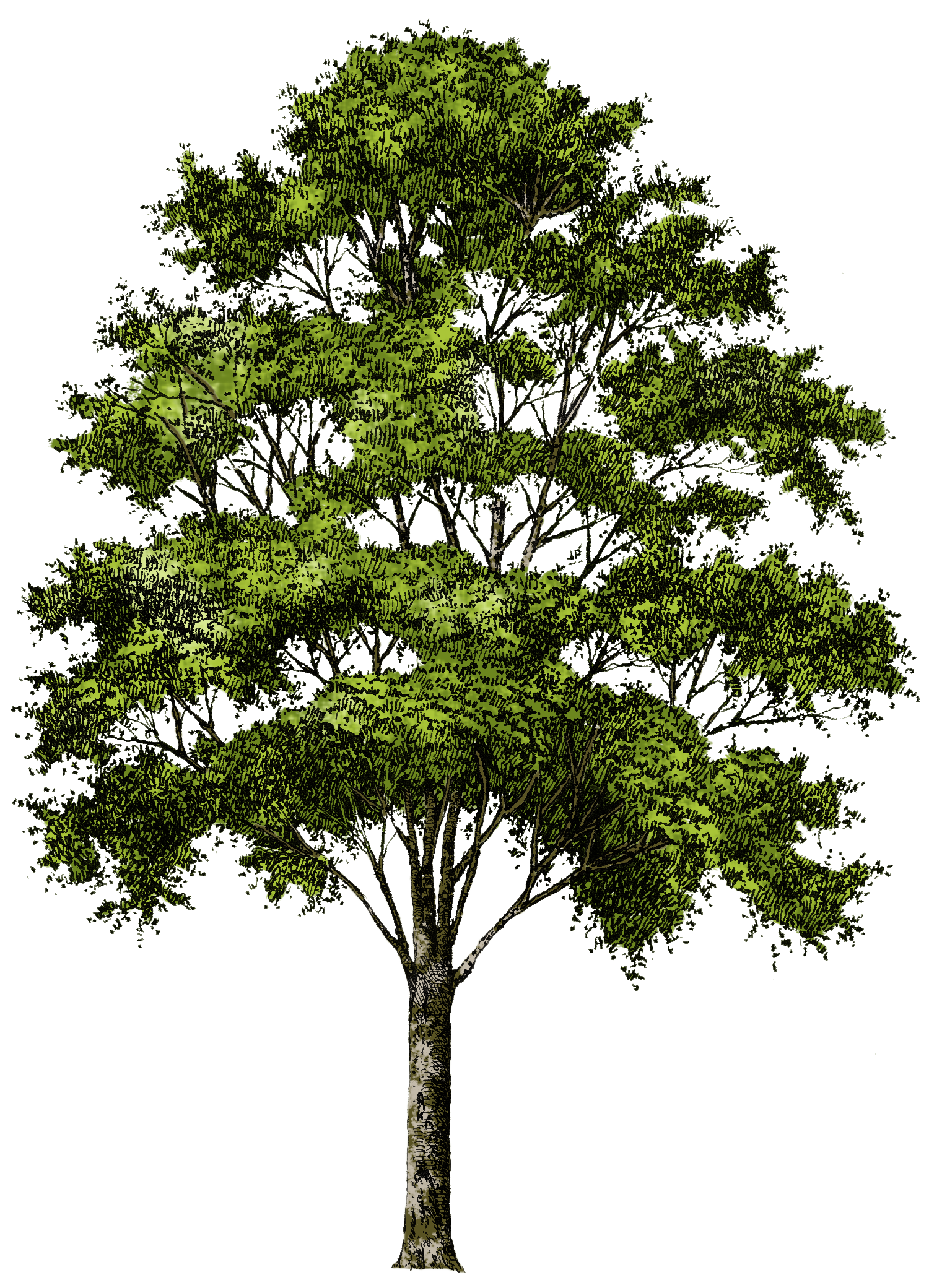 Tree 意味詳細 3位