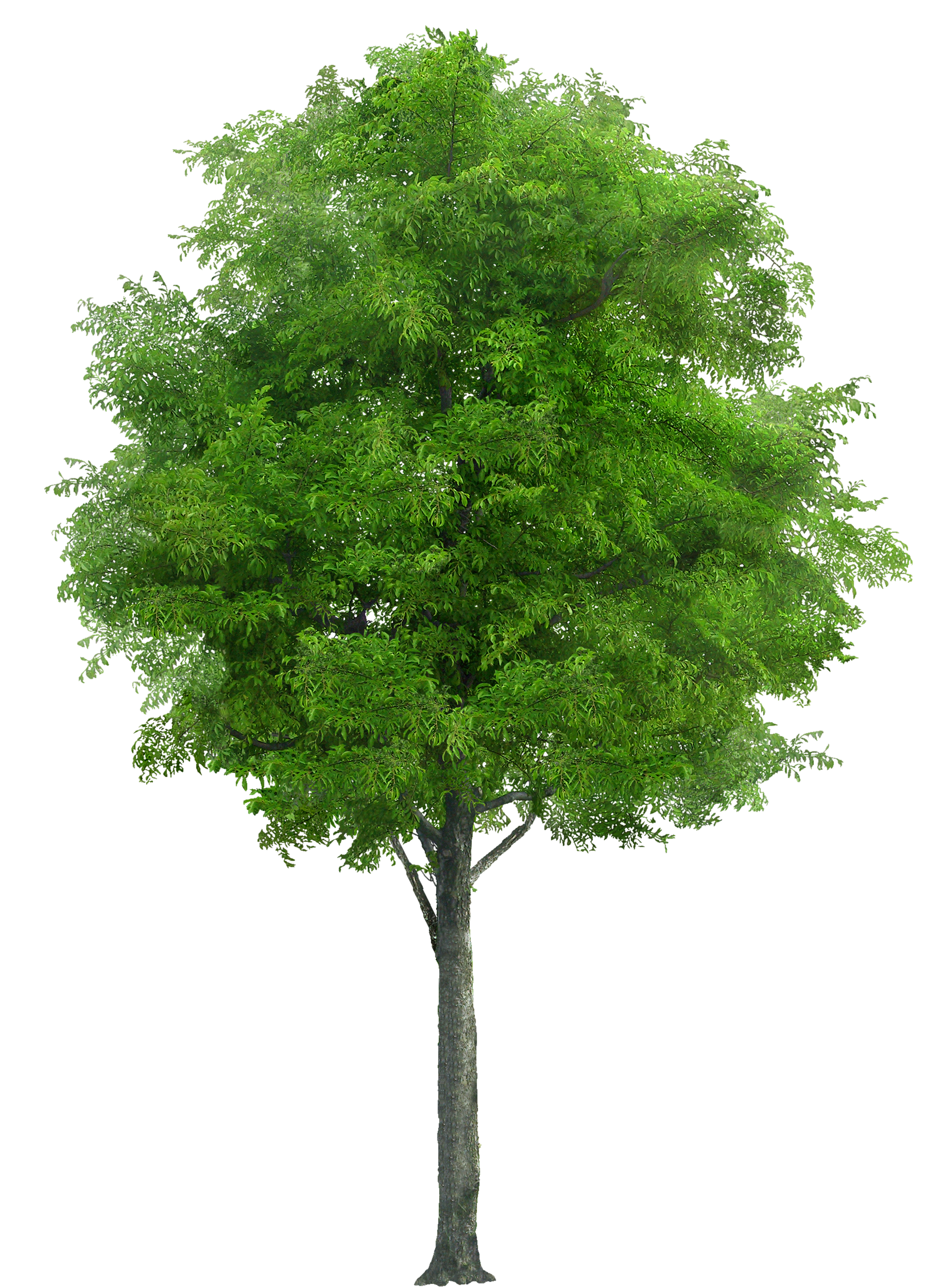 Tree 意味詳細 4位