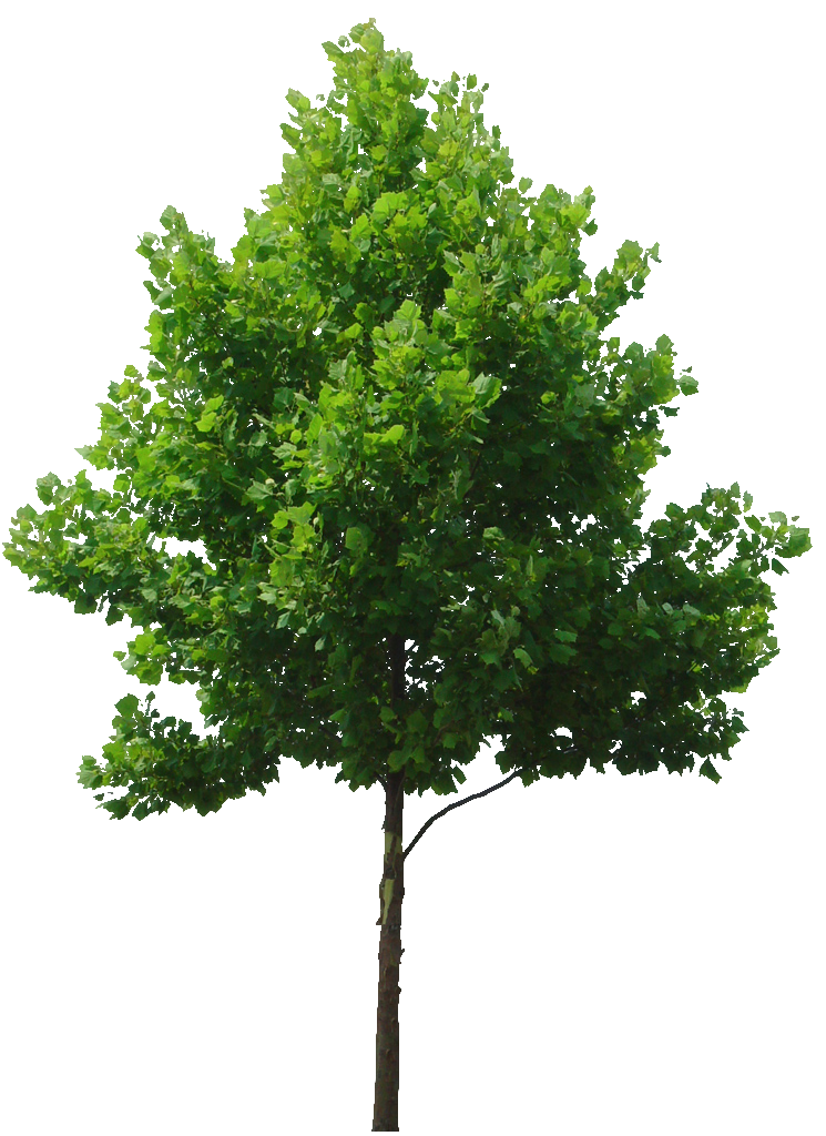 Tree 意味詳細 5位