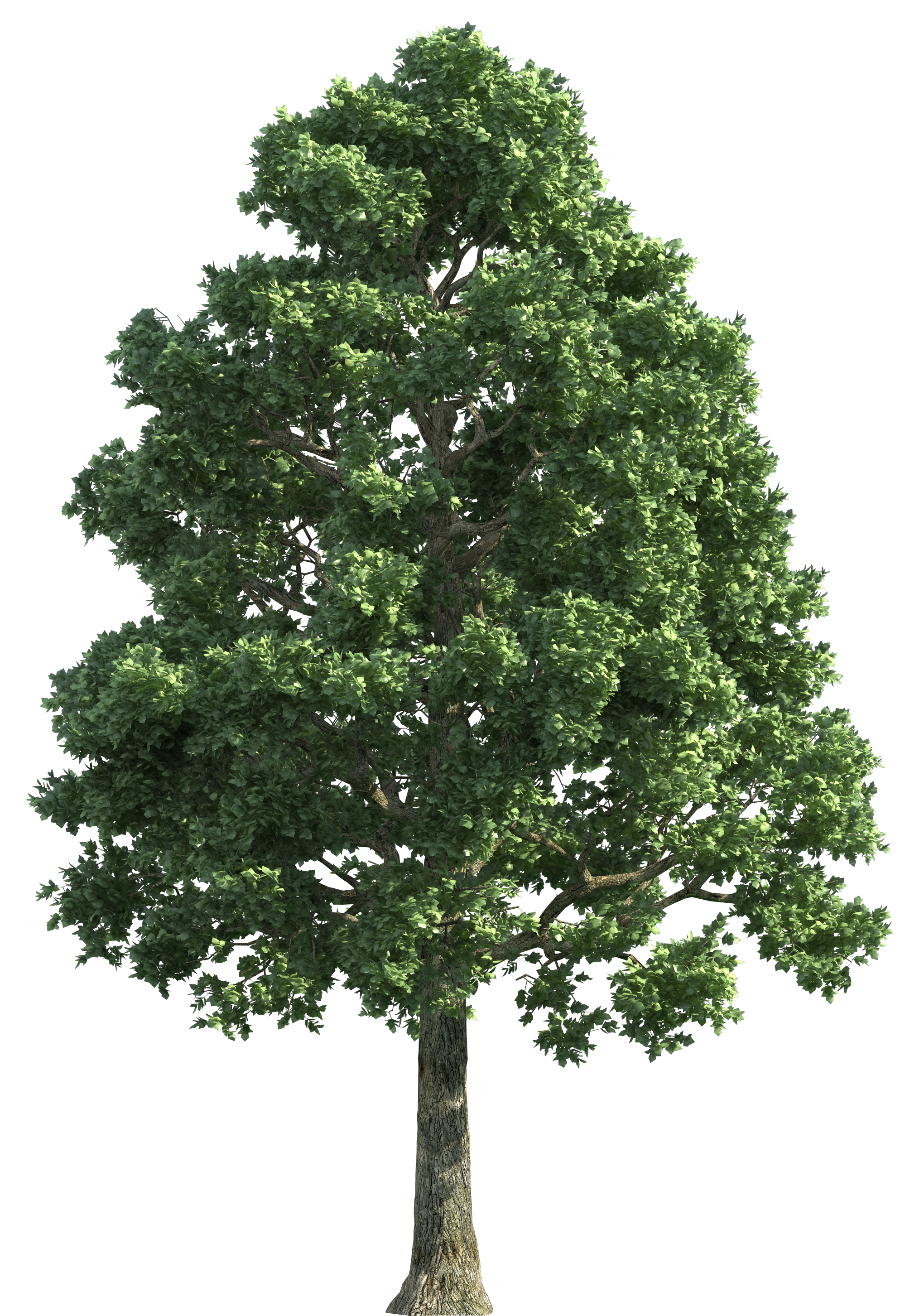 Tree 意味詳細 7位