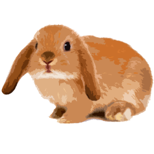 うさぎ フリー 画像詳細 3位