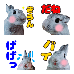 うさぎ 写真 かわいい - KibrisPDR