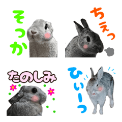 うさぎ 写真 かわいい詳細 4位