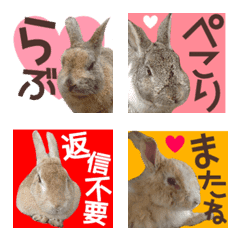 うさぎ 写真 かわいい詳細 7位