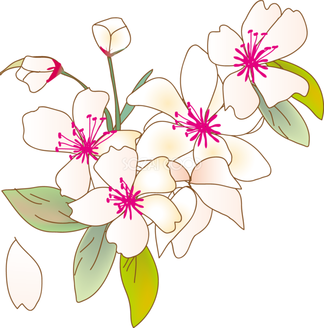 おしゃれ 桜 イラスト詳細 4位