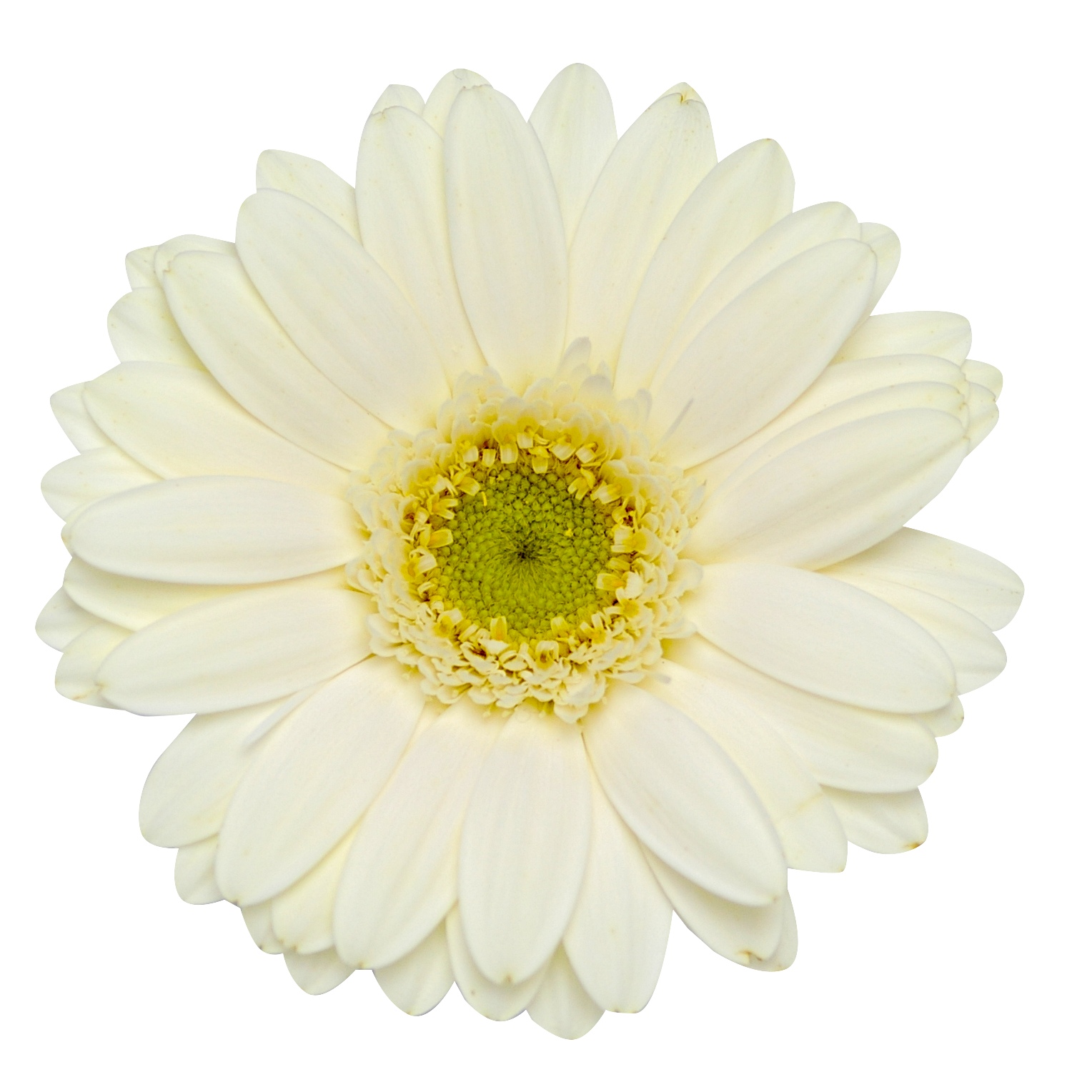 お花 画像 - KibrisPDR